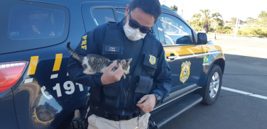 Notícia - PRF resgata filhote de gato abandonado