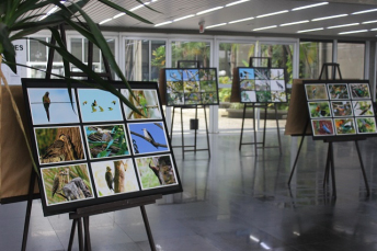 Notícia - Prefeitura recebe exposição ‘Aves do Sul de Santa Catarina’