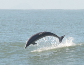 Notícia - Unibave lança cartilha sobre o boto pescador de Laguna