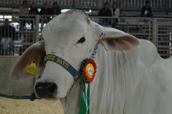 Notícia - Há 29 anos, raça Brahman chegava em Santa Catarina; bovinos estarão na AgroPonte