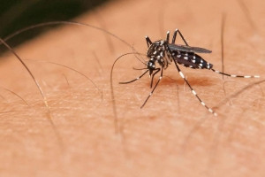 Notícia - Forquilhinha registra foco de mosquito Aedes Aegypti