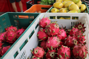 Notícia - Feira da Agricultura Familiar é retomada em Criciúma