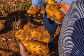 Notícia - Produtos biotecnológicos estimulam crescimento e aumentam produtividade no cultivo de batatas