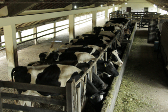 Notícia - IFC Santa Rosa do Sul lança curso de graduação em Zootecnia