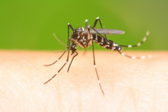 Notícia - Médico infectologista alerta para o cuidado com a proliferação da Dengue