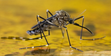 Notícia - Estado confirma segundo óbito por Febre Amarela de 2021