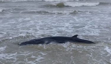 Notícia - Filhote de baleia volta ao mar no Arroio do Silva