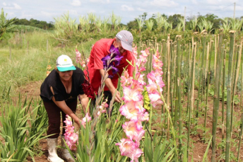 Notícia - Eles colhem as flores para os entes queridos