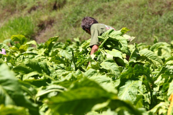 Notícia - Possível área de preservação ambiental preocupa agricultores de Içara