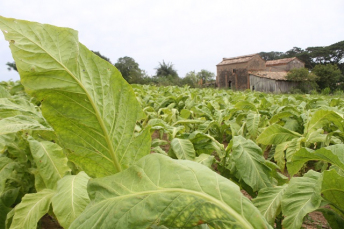 Notícia - Agricultura, um novo caminho para a região