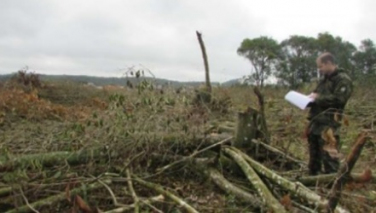 Notícia - Órgão ambiental permitiu desmatamento ilegal em Cocal do Sul, apura MP