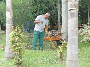 Notícia - Cuidado com o meio ambiente: 55 mil mudas já foram plantadas em Criciúma