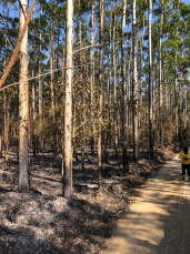 Notícia - Fogo consome 13 hectares em Urussanga