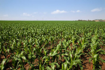 Notícia - Frio fora de época deve atrasar colheita de grãos e frutas no Sul de SC