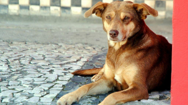 Notícia - Inscrições abertas para o Mutirão de Castração em Nova Veneza