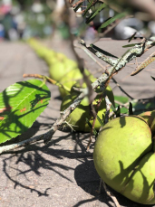 Notícia - Bagos de Adão, natureza e cura na Praça Nereu