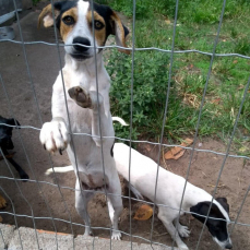 Notícia - Sem recursos, ONG de proteção animal pode fechar