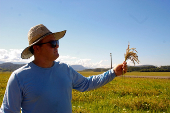 Notícia - Arroz cultivado em SC é de alta qualidade: descubra o porquê