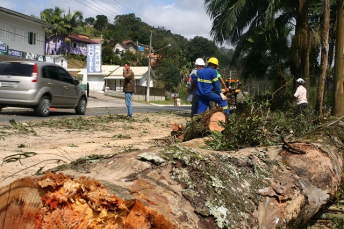 Notícia - Derrubada de árvores maiores é concluída na margem da SC-390