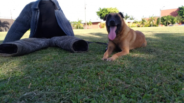 Notícia - Os bons resultados alcançados pela PM com os cães