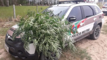 Notícia - Mulher é presa com plantação de maconha em casa