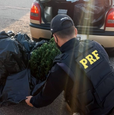 Notícia - PRF apreende pés de maconha em Tubarão (VÍDEO)