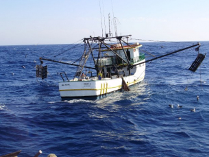 Notícia - Santa Catarina busca soluções para viabilizar a pesca de camarão