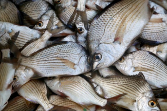 Notícia - Semana Santa movimenta mercado de pescados em Santa Catarina