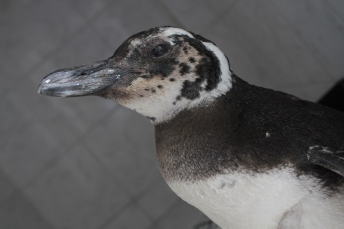 Notícia - O pinguim urbano do bairro São Luiz