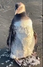 Notícia - Pinguim é encontrado em orla do Morro dos Conventos (VÍDEO)