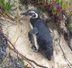 Notícia - Tem pinguim no Ypuã, em Laguna (VÍDEO)