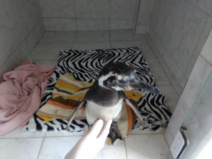 Notícia - Pinguim é abandonado em Criciúma (ATUALIZADA - VÍDEO)