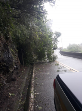 Notícia - Queda de árvore é registrada na Serra do Rio do Rasto