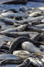 Notícia - Pesca da tainha segue firme e forte no Rincão (FOTOS)