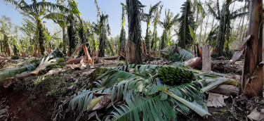 Notícia - Ciclone gera perdas consideráveis ao agronegócio