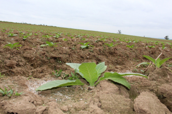 Notícia - Estiagem ameaça agricultura da região