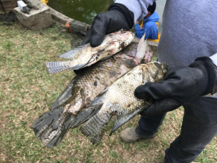 Notícia - Celulares, garrafas e até roupas no lago da Praça do Congresso