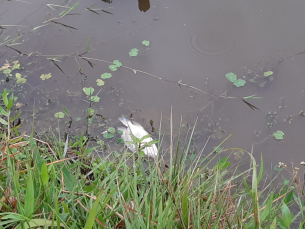 Notícia - Calor fora de época pode causar mortandade de peixes