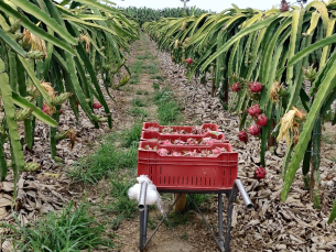 Notícia - Pitaya, a fruta do momento, começa a ser colhida em janeiro no Sul catarinense