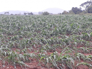 Notícia - Chuva de granizo resultou em perda de até 90% para agricultores de Meleiro