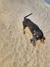 Notícia - Cachorro resgatado após ser enterrado vivo vira mascote de ong no Rincão (VÍDEO)