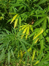 Notícia - Pé de maconha é encontrado no bairro Vila Zuleima 