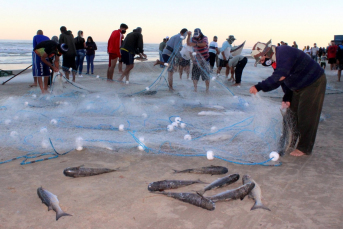 Notícia - Pescadores do Rincão seguem à espera da chegada da tainha 