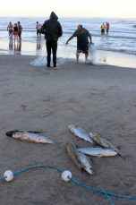 Notícia - Pesca da tainha está sendo melhor do que no ano passado 