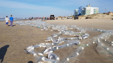 Notícia - Mar agitado dificulta pesca da tainha na região 