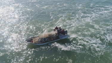 Notícia - Munidos de drone, pescadores comemoram boa safra no Rincão