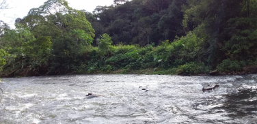 Notícia - Recuperação ambiental dos rios é um desafio na Região Carbonífera