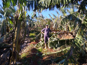 Notícia - Prejuízos na bananicultura passam dos R$ 50 milhões