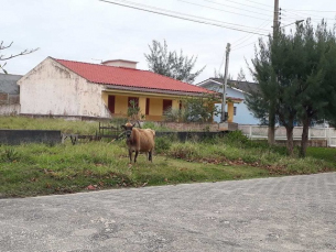 Notícia - Animais soltos no Balneário Esplanada incomodam moradores