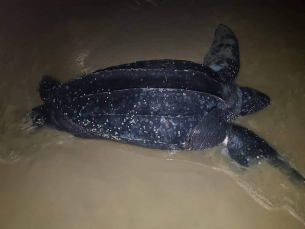 Notícia - Em evento raro, “tartaruga gigante” desova no litoral sul catarinense 